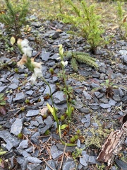 Spiranthes arcisepala