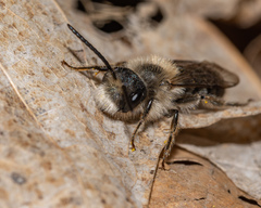 Andrena erythronii