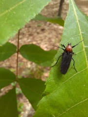 Bibio rufithorax