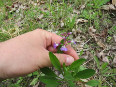 Collinsia violacea
