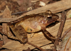 Gephyromantis plicifer