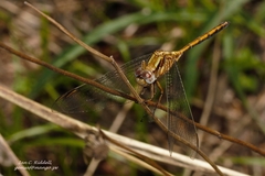 Orthetrum machadoi