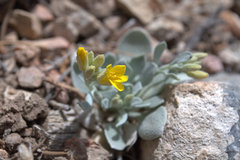 Physaria kingii
