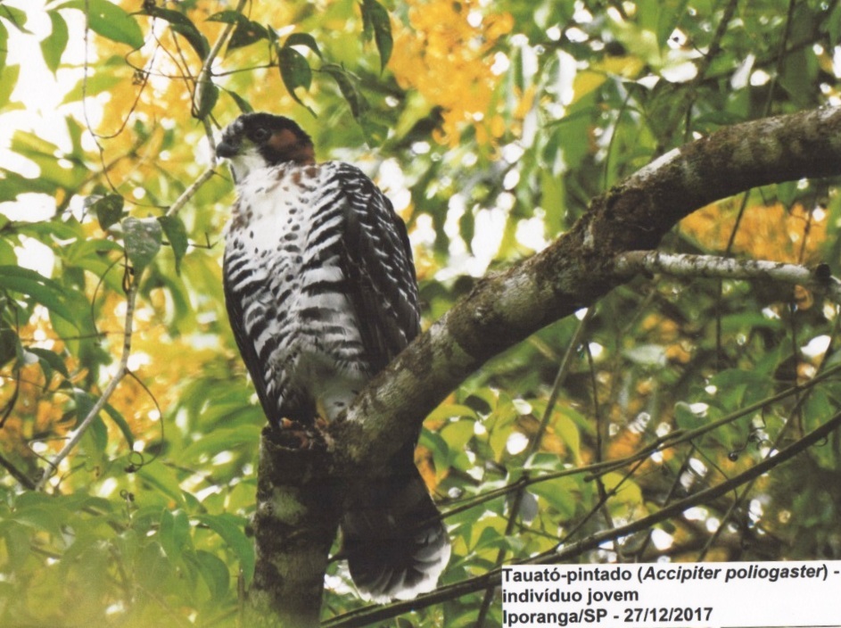 Grey-bellied Hawk (Accipiter poliogaster), photo 4