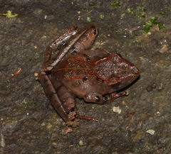 Gephyromantis plicifer