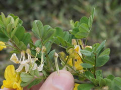 Hippocrepis emerus emerus
