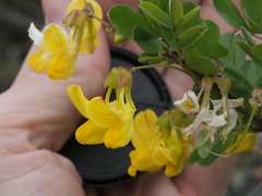 Hippocrepis emerus emerus