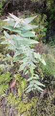 Eucalyptus nitens