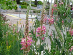 Onobrychis viciifolia