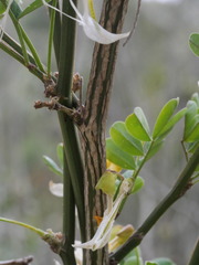 Hippocrepis emerus emerus