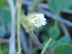 Cerastium brachypetalum