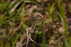 Orthetrum machadoi