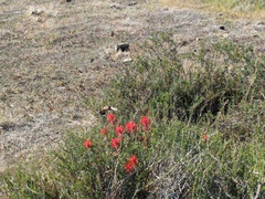 Castilleja subinclusa