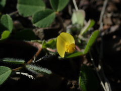 Medicago minima