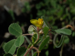 Medicago minima