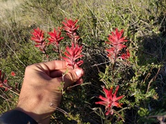 Castilleja subinclusa