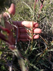 Castilleja subinclusa