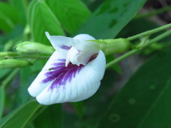 Clitoria