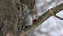 Sciurus carolinensis