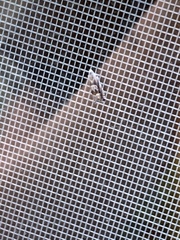 Grapholita eclipsana