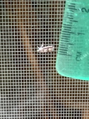 Grapholita eclipsana