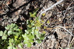 Lomatium lucidum