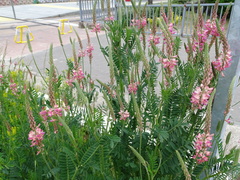 Onobrychis viciifolia