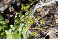 Lomatium lucidum