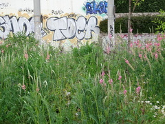 Onobrychis viciifolia