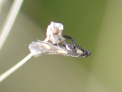 Euspilapteryx auroguttella