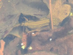 Lissotriton vulgaris