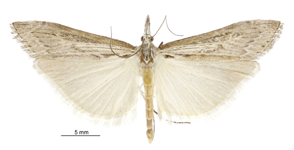 Orocrambus sophistes