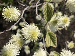 Fothergilla gardenii
