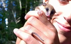 Dromiciops gliroides
