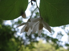 Styracaceae