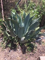 Agave cupreata