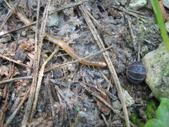 Scolopendra clavipes