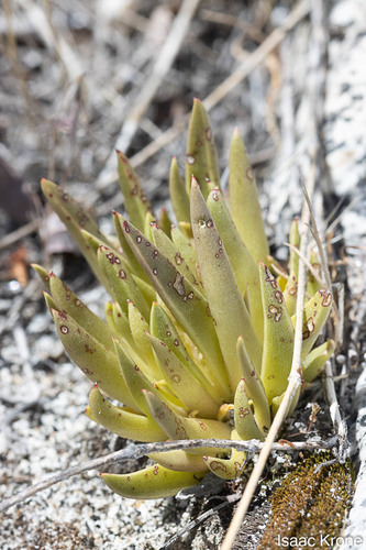Dudleya saxosa