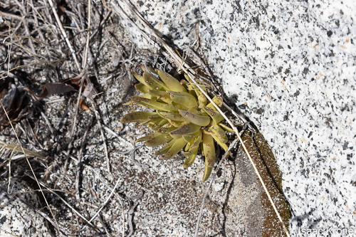 Dudleya saxosa