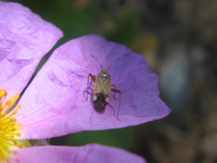 Closterotomus annulus