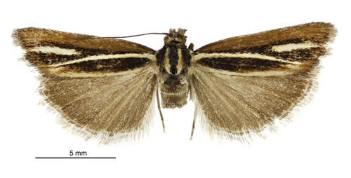 Orocrambus thymiastes