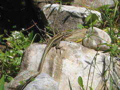 Anatololacerta anatolica