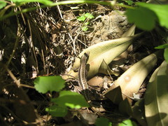 Anatololacerta anatolica