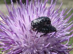 Oxythyrea