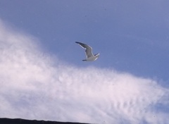 Larus dominicanus