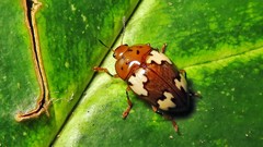 Iphiclus flavosignatus