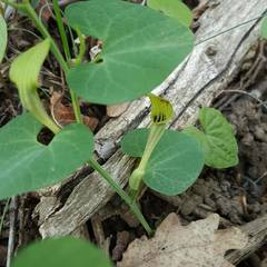 Aristolochia pallida