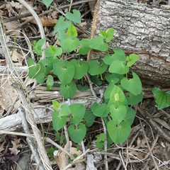 Aristolochia pallida