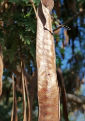 Acanthoscelides macrophthalmus