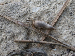 Neoasterolepisma